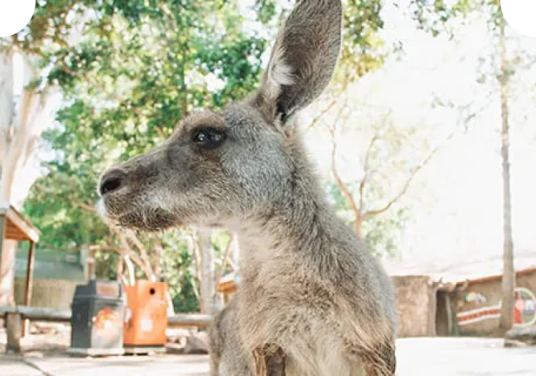 Eastern grey kangaroo