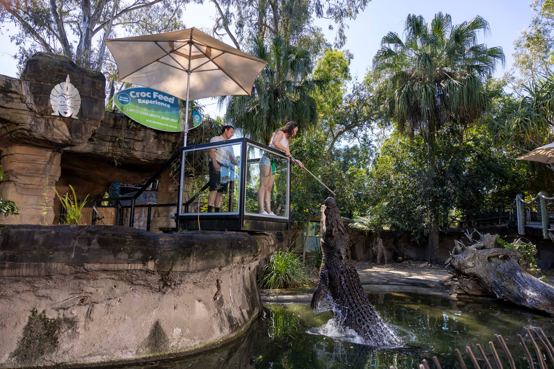 Animal experience