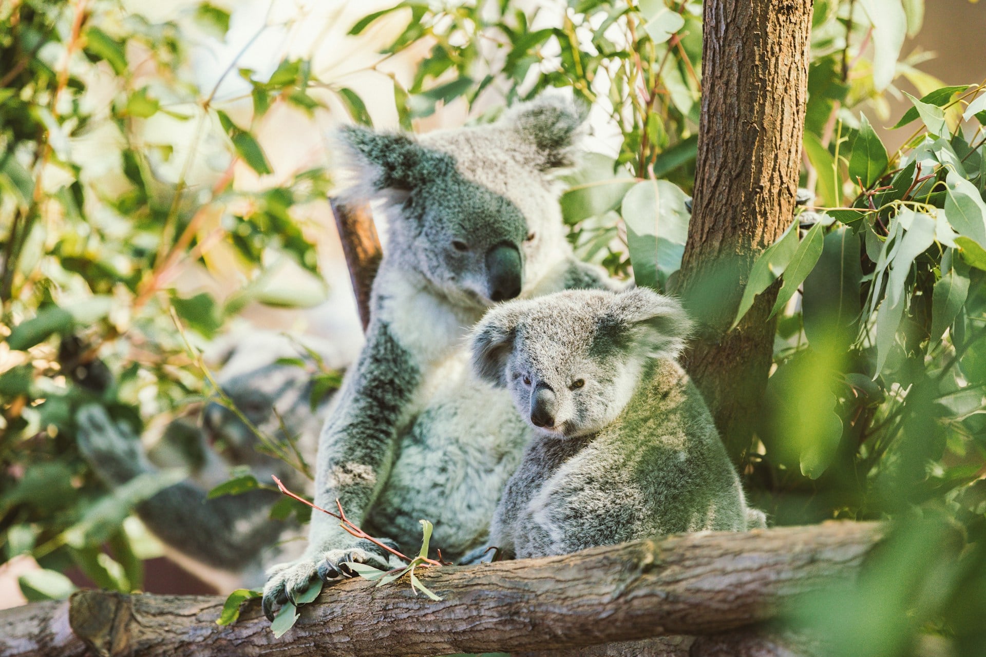 Koala