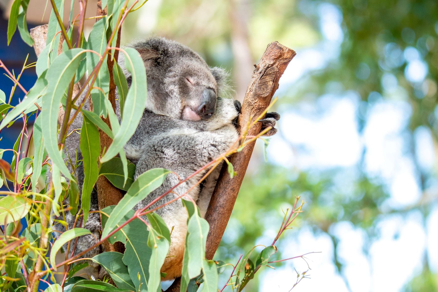koala in tree