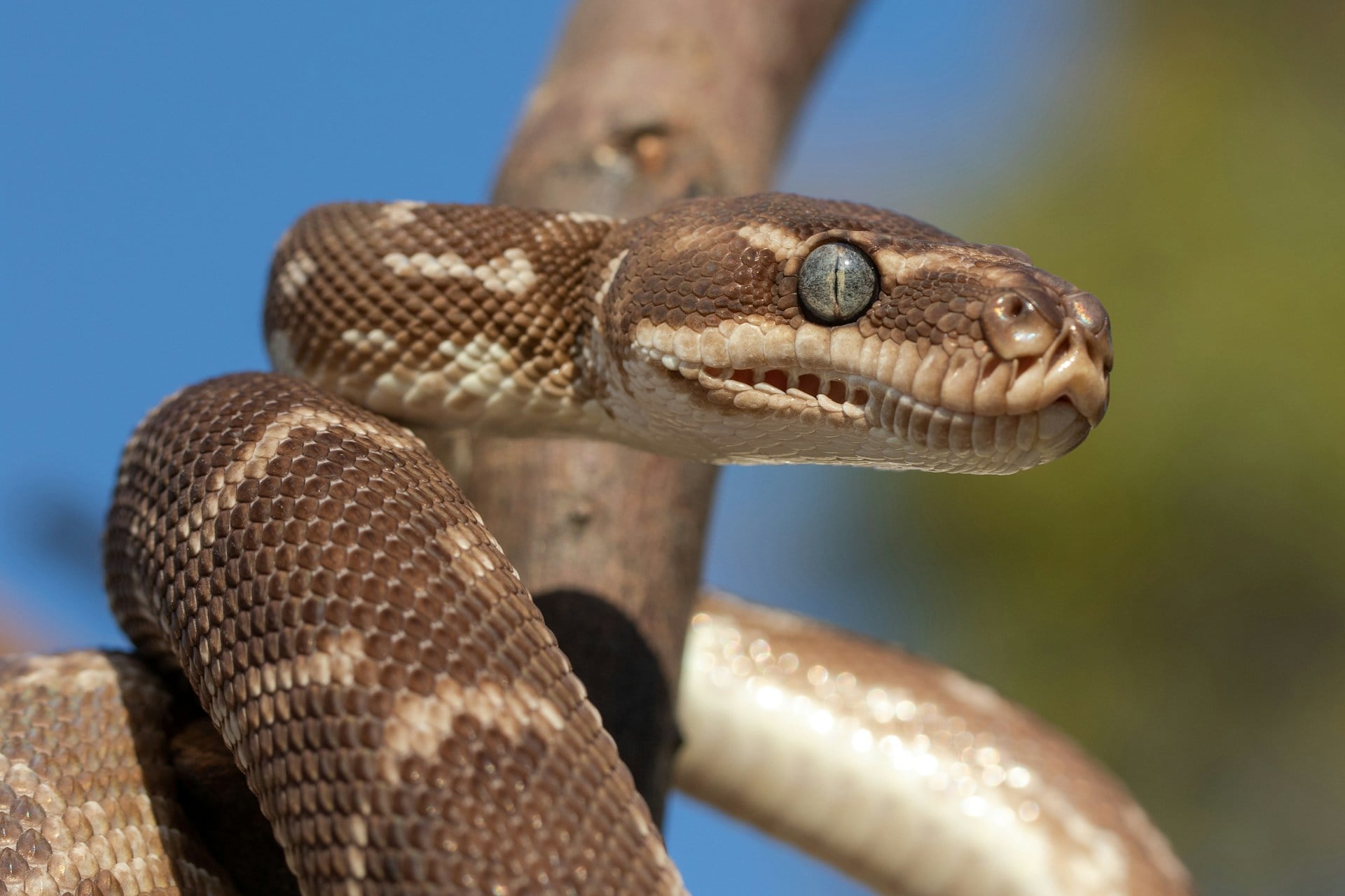 Rough-scaled python