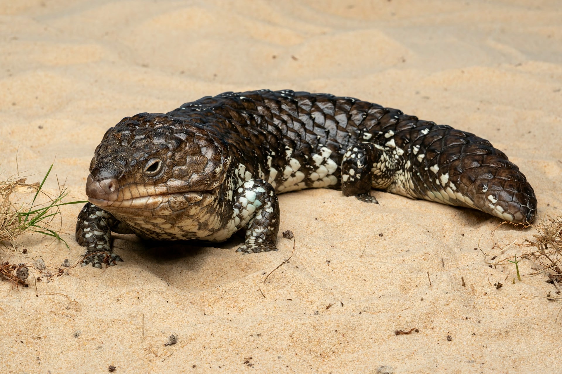 Shingleback skink