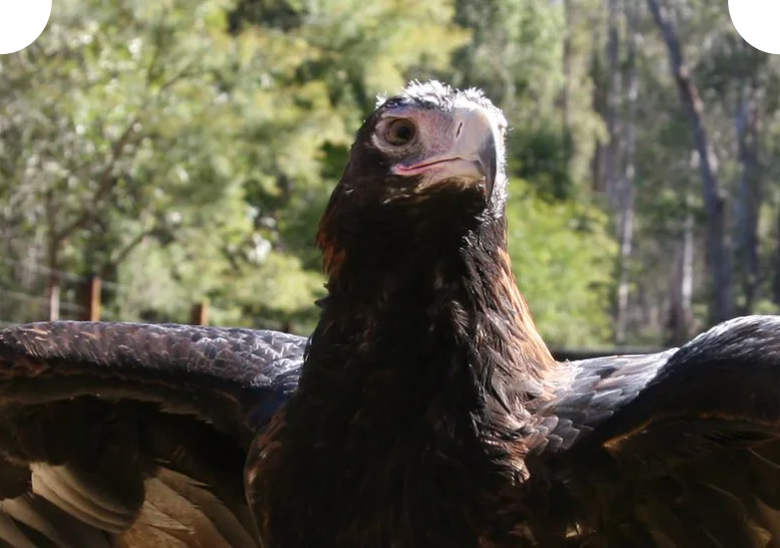Wedge-tailed eagle