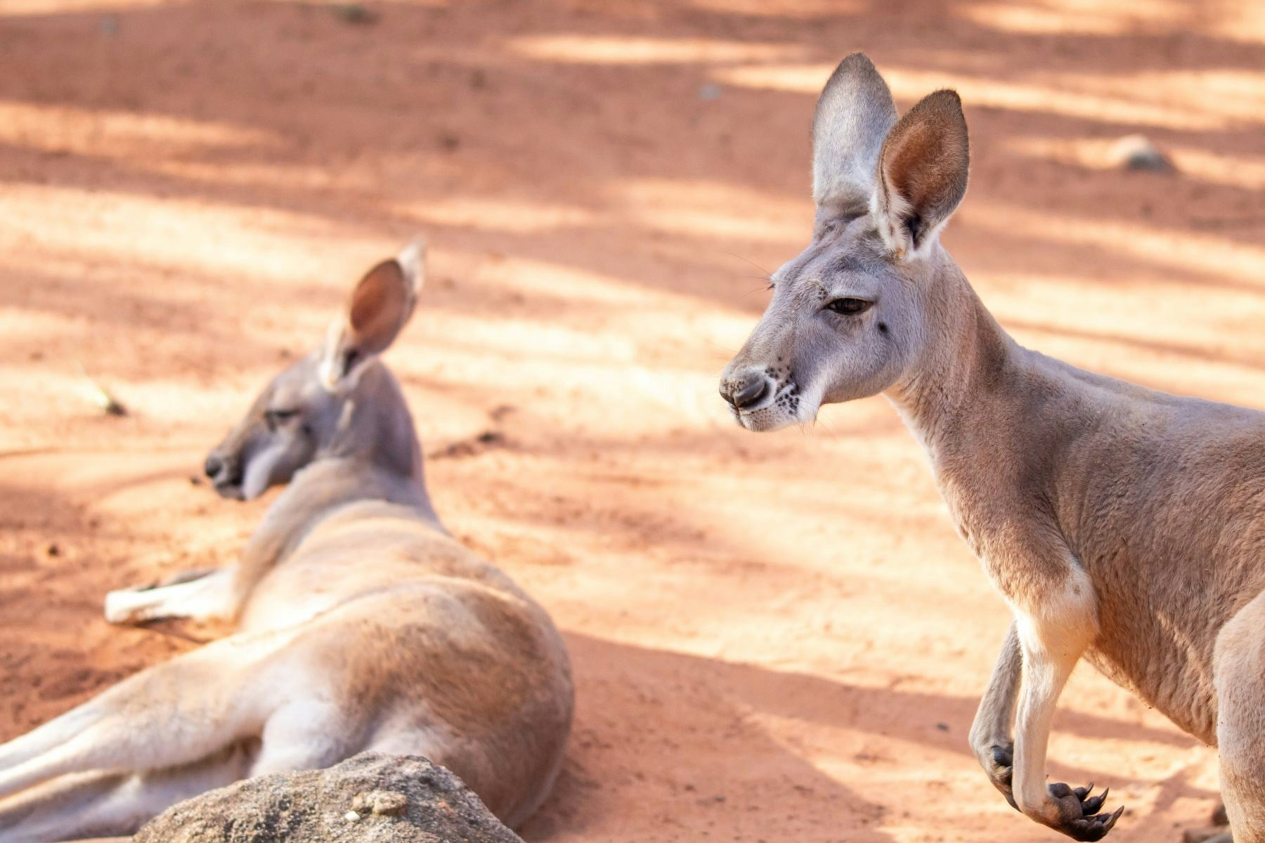 Red kangaroo